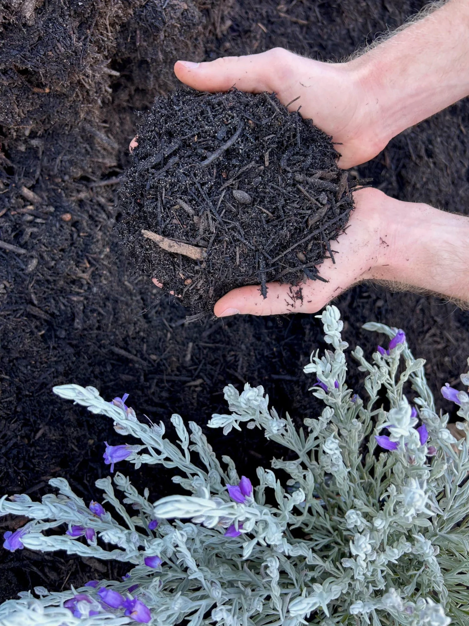 Black Mulch