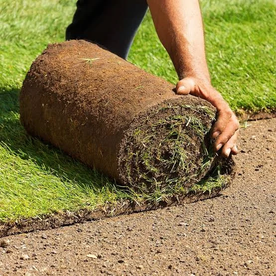 Premium Turf Sod