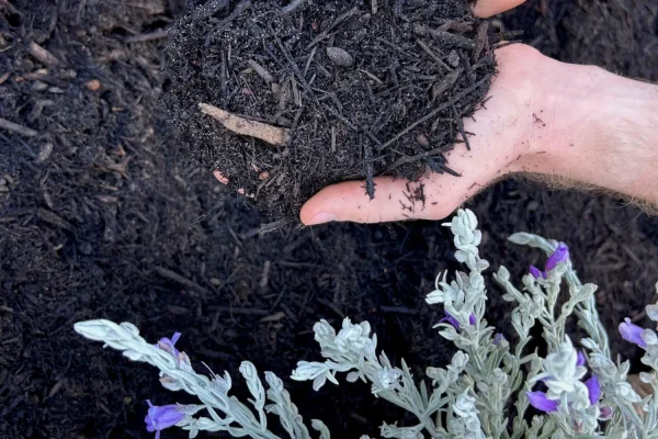 Fine-Black-Mulch-scaled