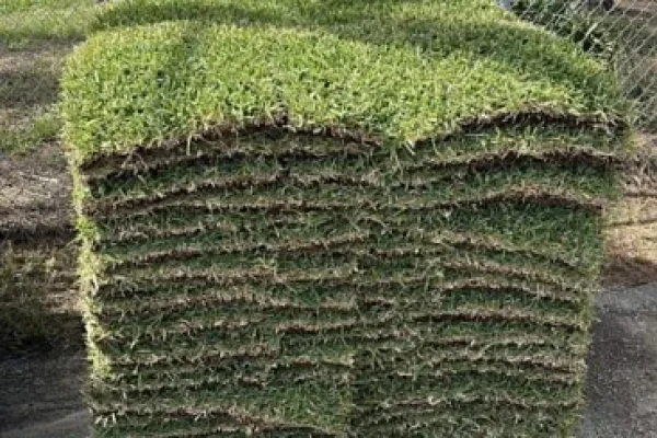 Palmetto St Aug Sod Marissa Phone
